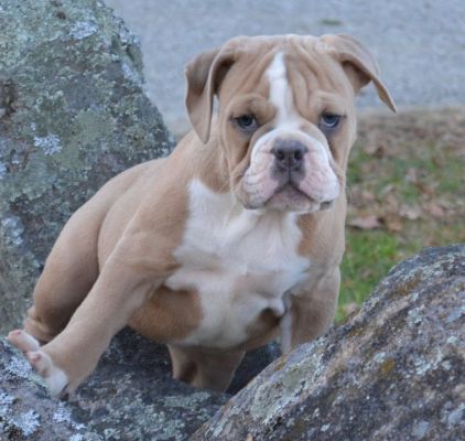 Available Olde English Bulldogge Puppy