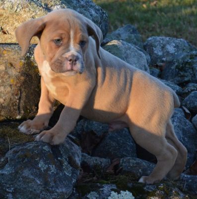 Available Olde English Bulldogge Puppy