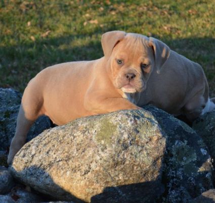 Available Olde English Bulldogge Puppy