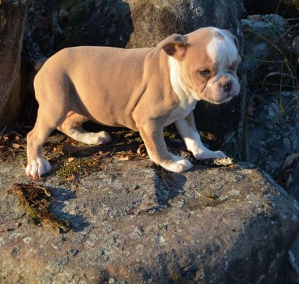 Available Olde English Bulldogge Puppy