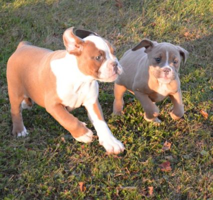 Available Olde English Bulldogge Puppy