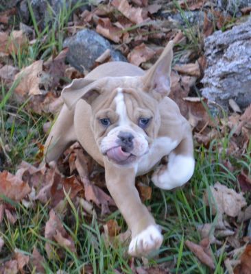 Available Olde English Bulldogge Puppy